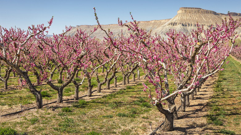 A peach orchard in Western Colorado