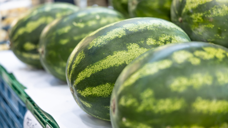 Row of green striped watermelons