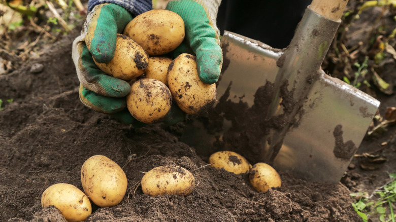 Hands taking potatoes from the dirt