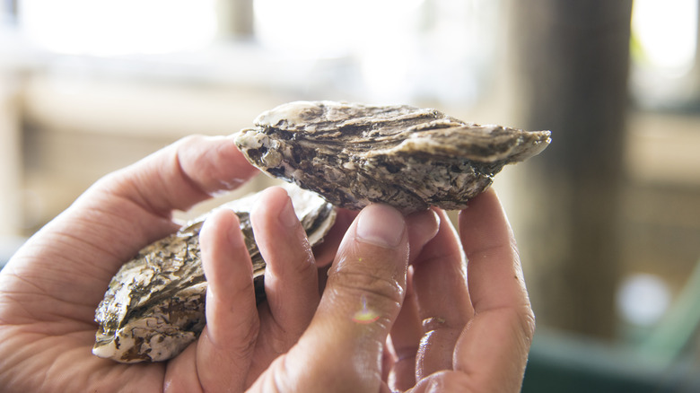 hands holding farmed oysters