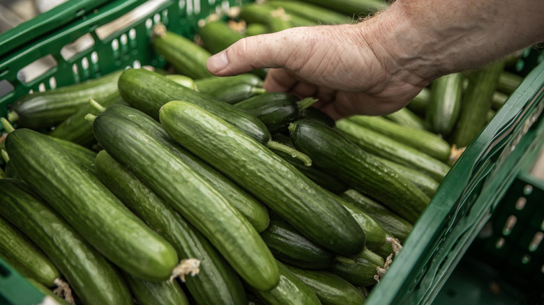 Person picking out cucumbers