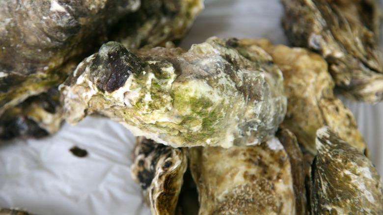 Oysters with the shell on