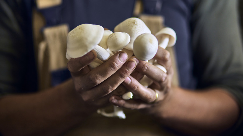 Worker's hands holding freshly picked mushrooms