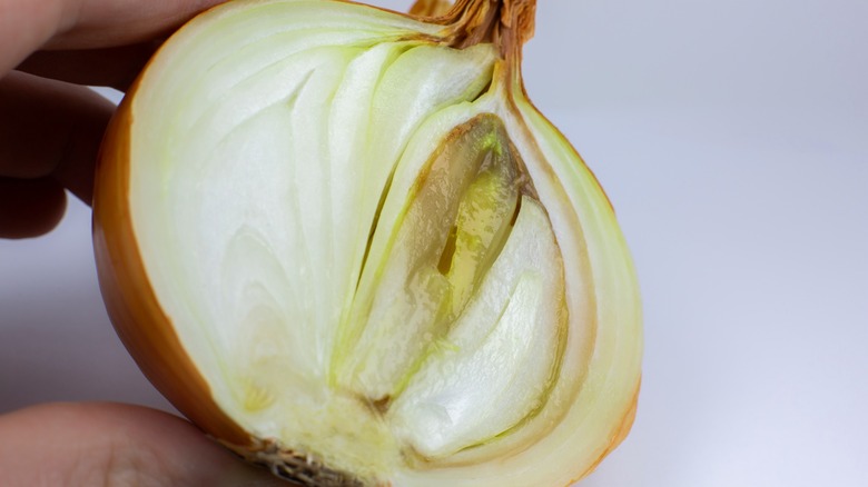 Person holding onion that is rotting in the middle