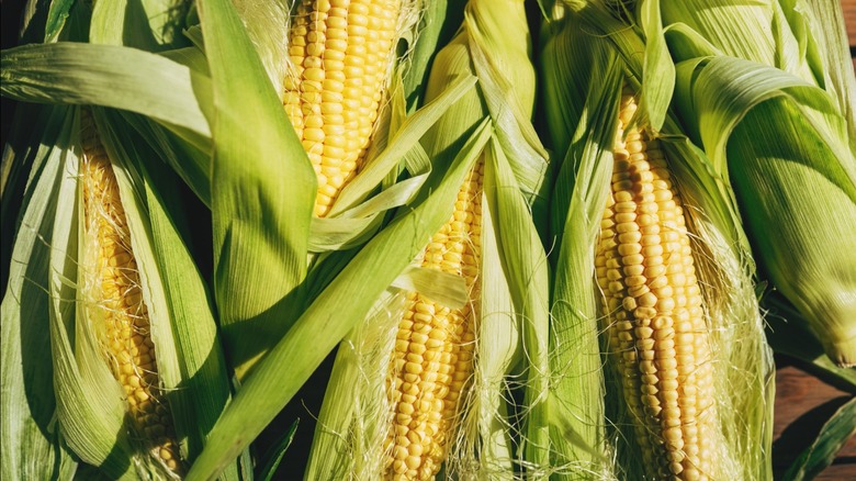 Fresh yellow corn in husks on a wooden table