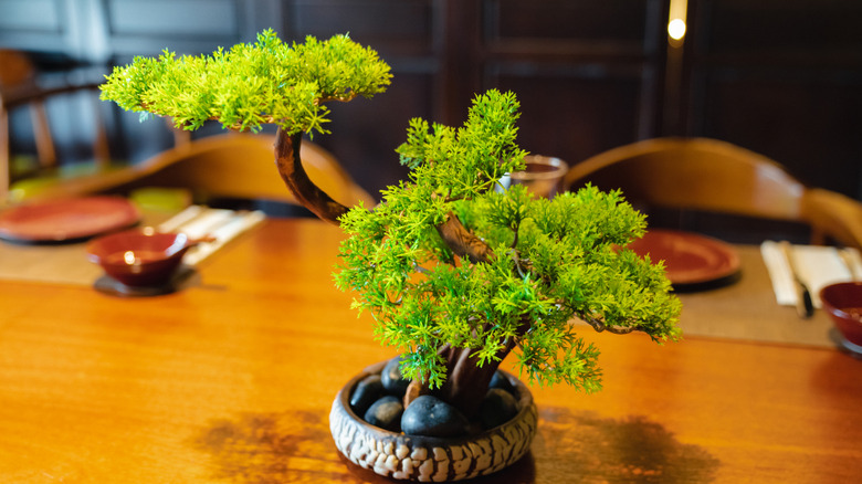 A bonsai plant on an Asian restaurant tabletop