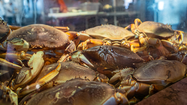 Live dungeness crabs in a restaurant seafood tank