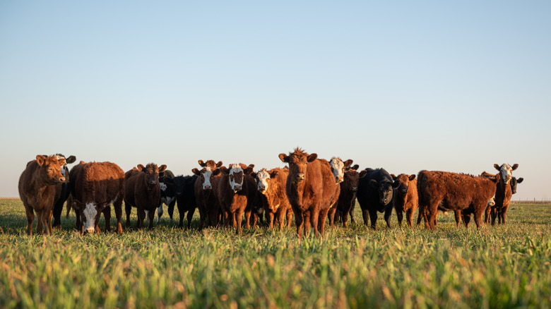 Cattle in a field with green grass and blue skies
