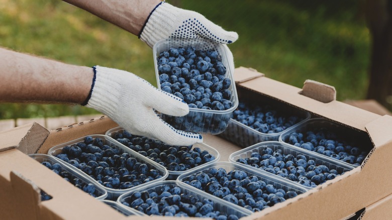 Person with gloved hands putting plastic package of blueberries into cardboard container