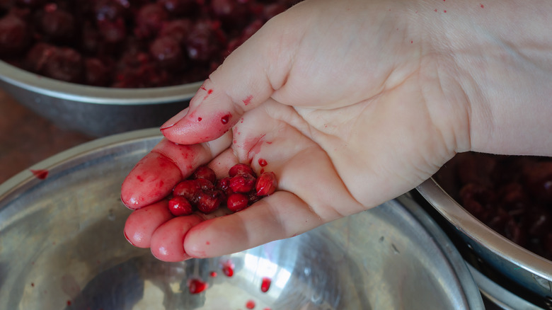 Woman with cherry pits over a metal bowl. Pits removed from ripe red cherries in a woman's hand.