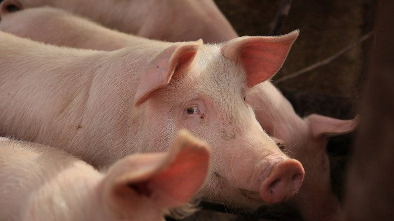 group of pink pigs in factory farm