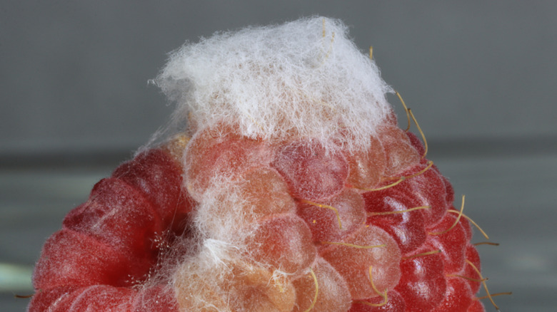 moldy raspberry