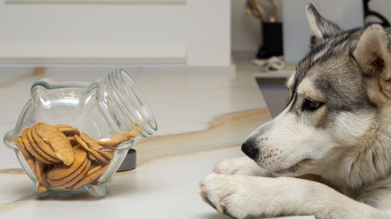 husky trying to steal cookies