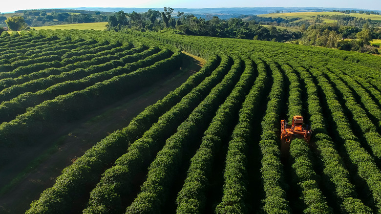 Large Brazilian coffee farm