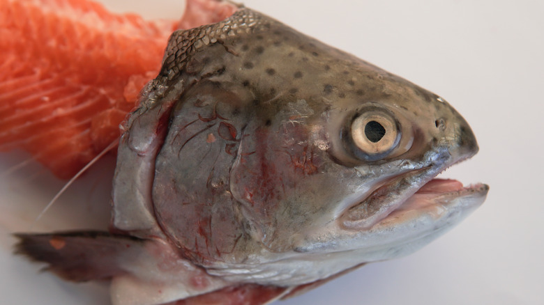 Closeup of a fish head