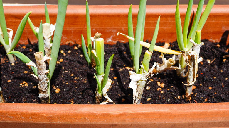 Green onions growing in a clay planter