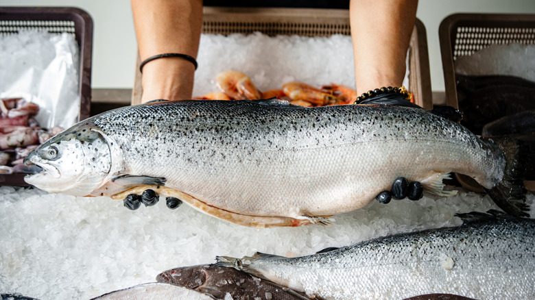 Two arms holding a fresh salmon over ice