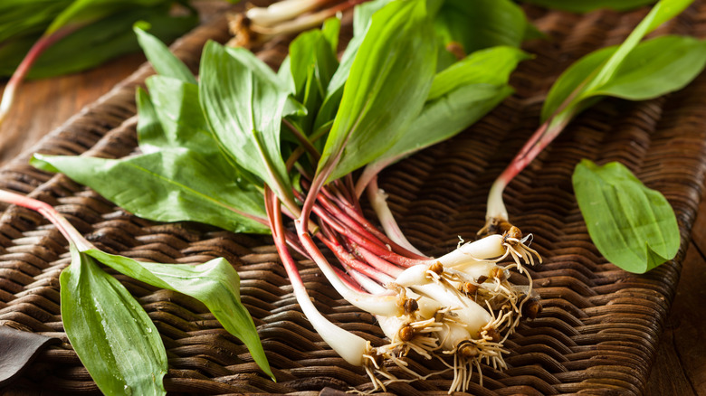 A bunch of fresh ramps