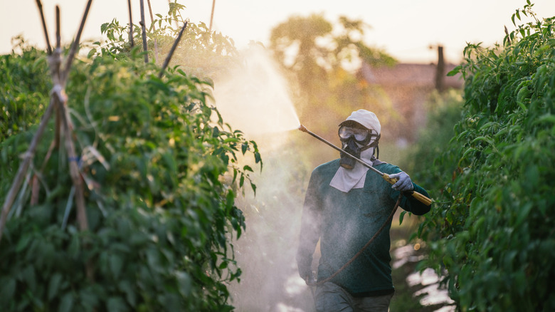 Man spraying plants with pesticide