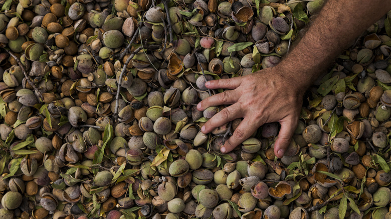 Hand on almond shells mixed in with leaves and twigs