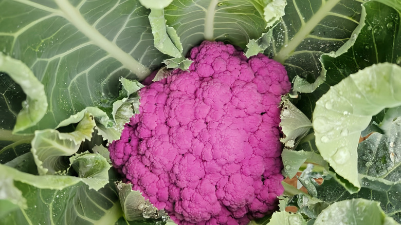 A head purple broccoli surrounded by greens