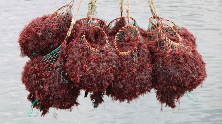 Red algae farmed from the sea in nets