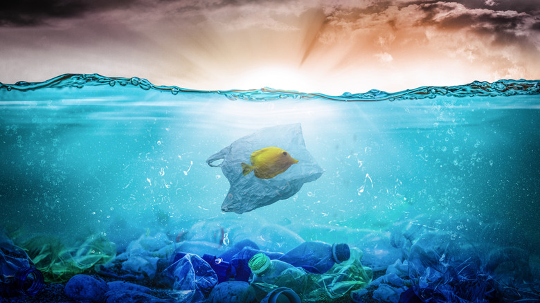 A fish caught in a plastic grocery bag
