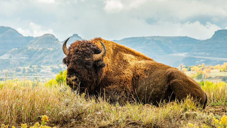 a bison roams in North Dakota