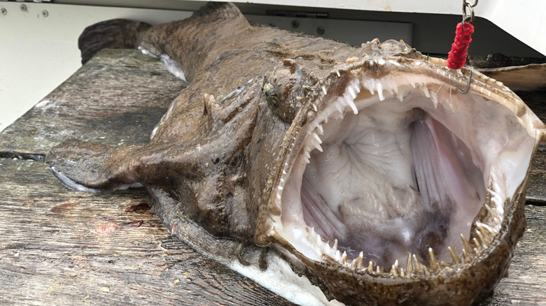 Monkfish with hook holding mouth open