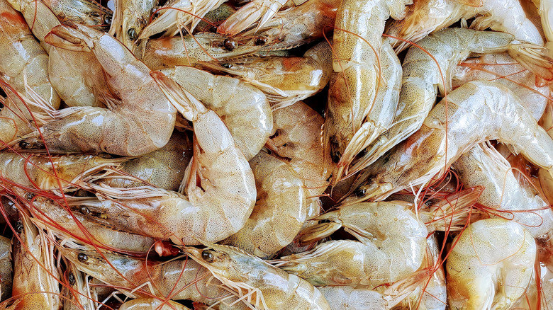 Close up of dozens of prawns