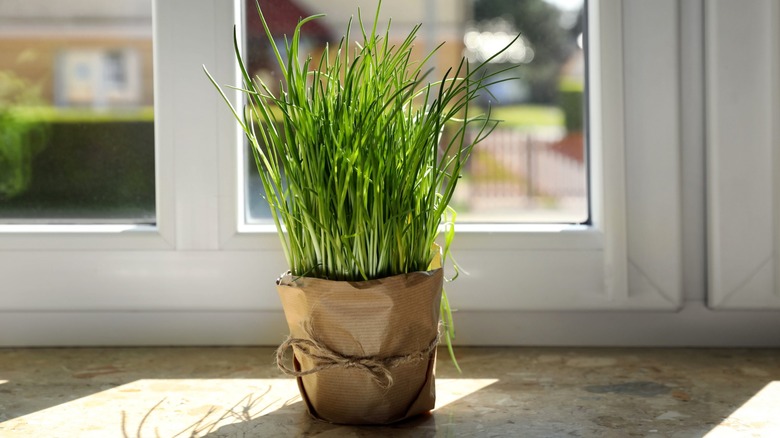 Potted chives on a windowsill indoors