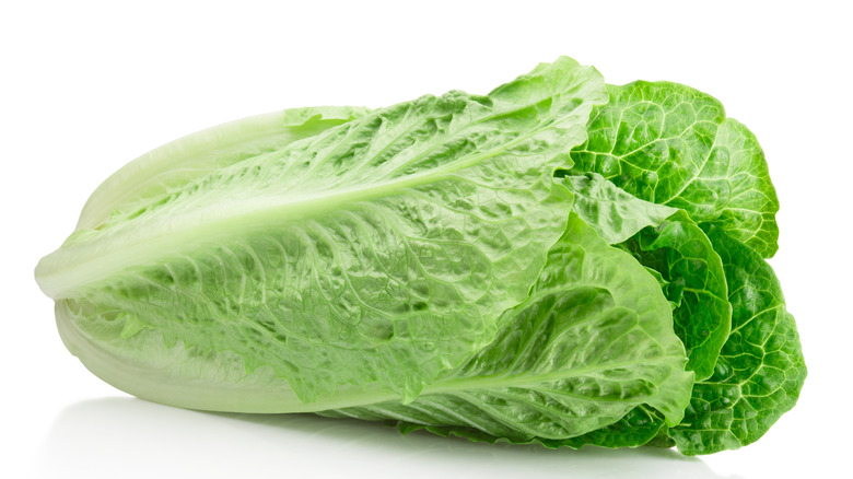 head of romaine lettuce