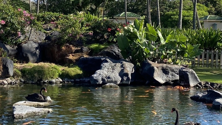 Swans swim in a koi pond amidst a rock garden and palm trees