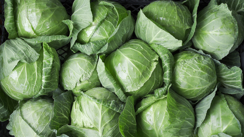 Fresh heads of cabbage