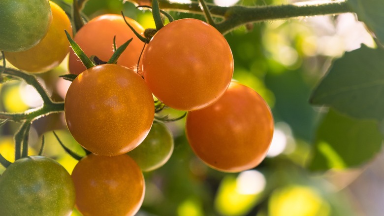 Sungold cherry tomatoes growing on the vine
