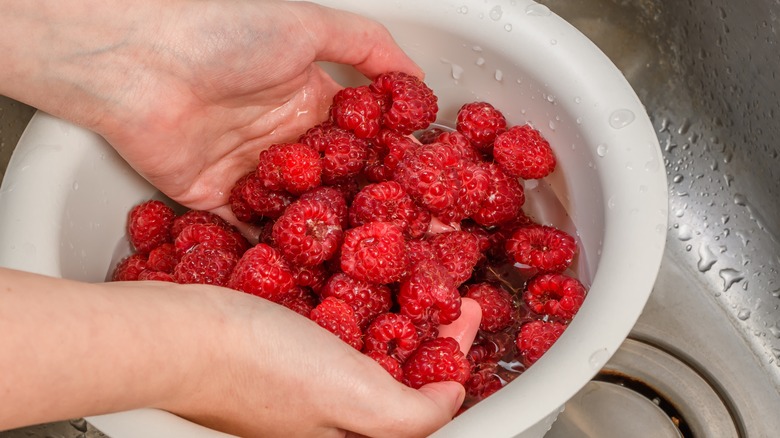Someone cleaning pesticide, dirt and bugs off of raspberries in a white bowl in the sink
