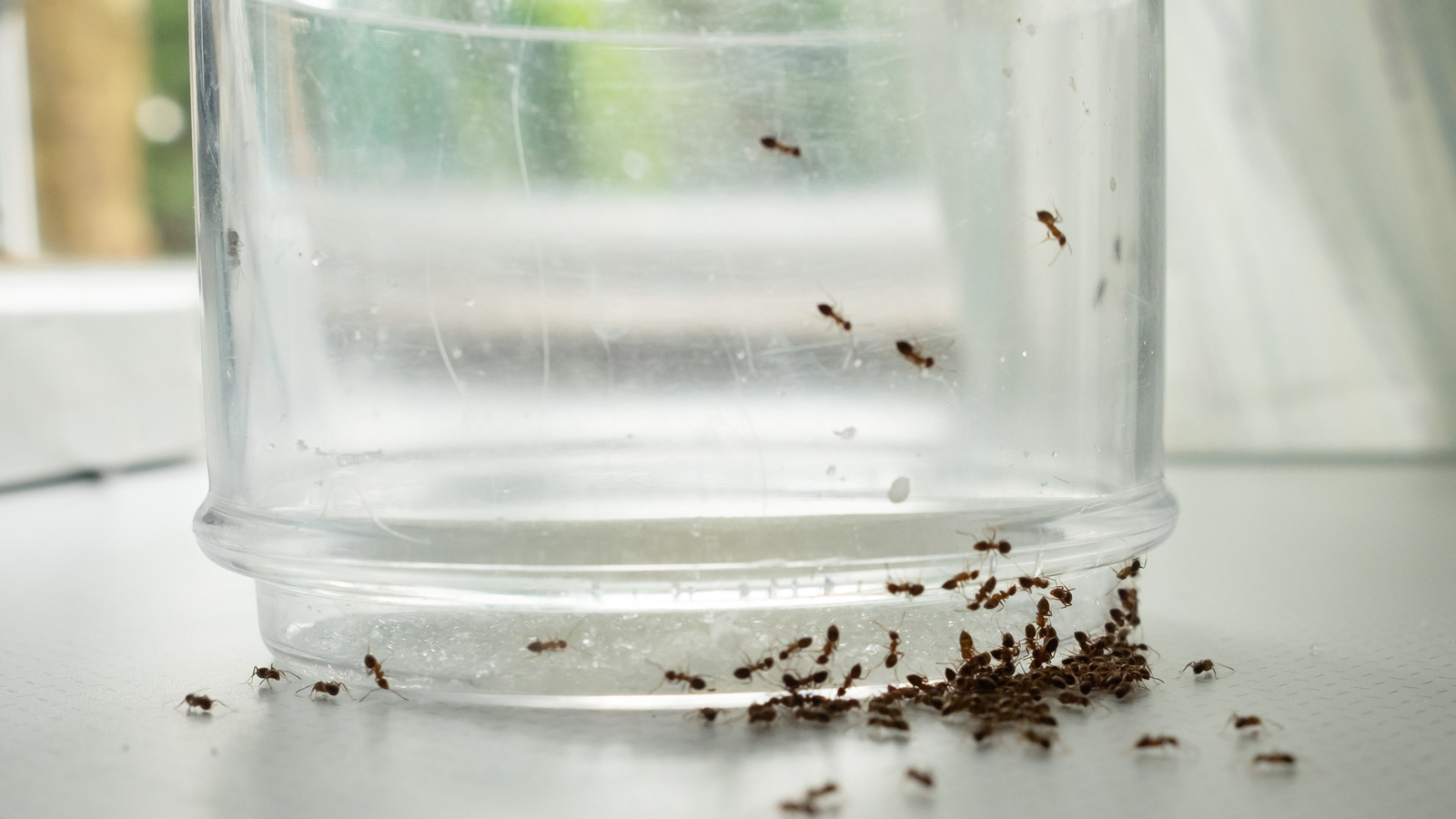 The Best Way To Keep Ants Out Of Your Kitchen Without Using Harsh Chemicals