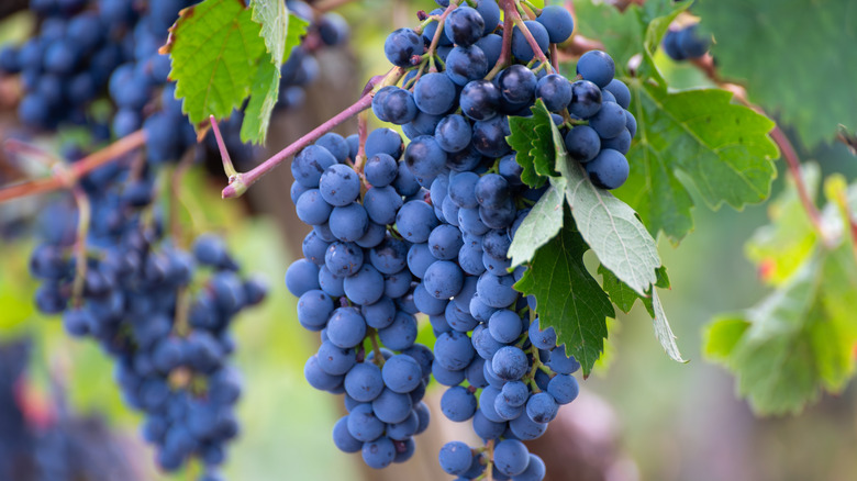 Ripe red grapes growing on a vine in a vineyard
