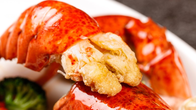 Cooked lobster meat in shell up close