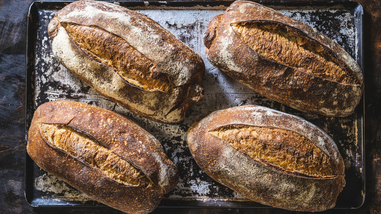 Four sourdough loaves on a baking sheet