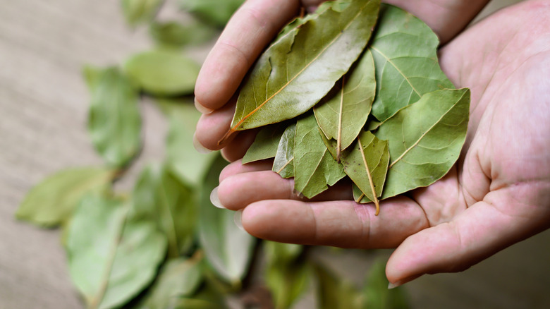 Hands holding dried bay leaves