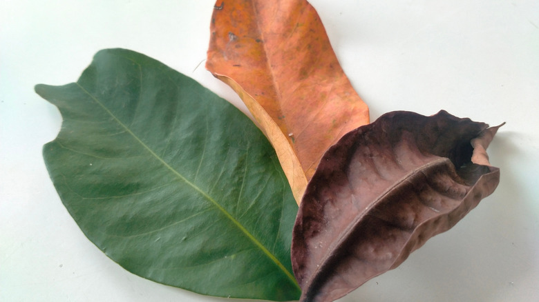 Assorted dried and fresh bay leaves