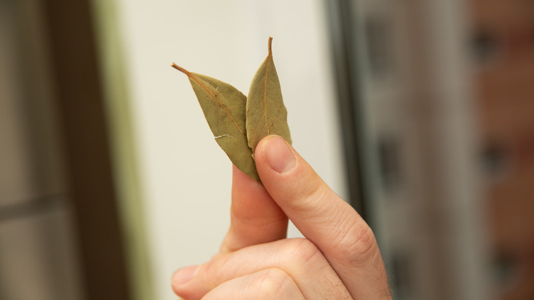 A man's fingers holding two dried bay leaves