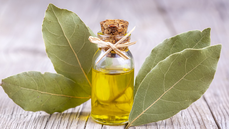 Dried bay leaves and a bottle of essential oil