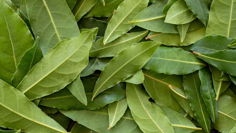 A pile of fresh bay leaves