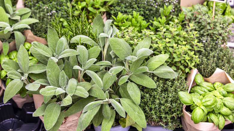 Various types of herbs in individual pots