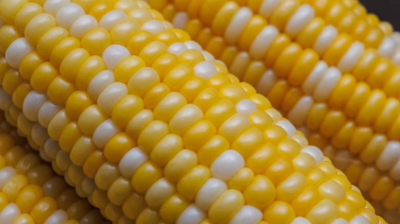 Close-up of corn on the cob with yellow and white kernels