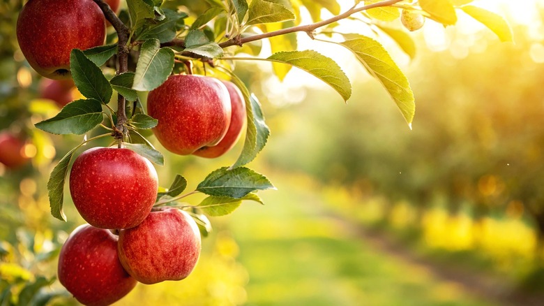 Red apples on a tree in an orchard.