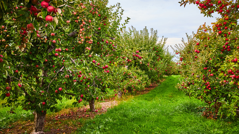 apple orchard with rows of trees