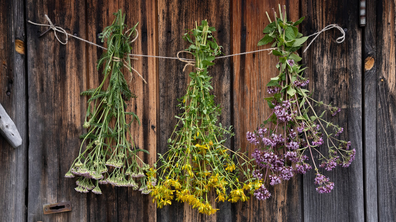 Bundles of herbs hang-drying
